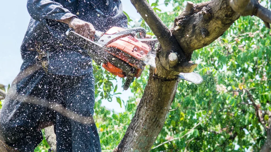 Tree removal in easley sc