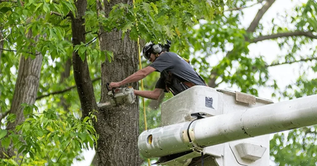 easley sc tree services