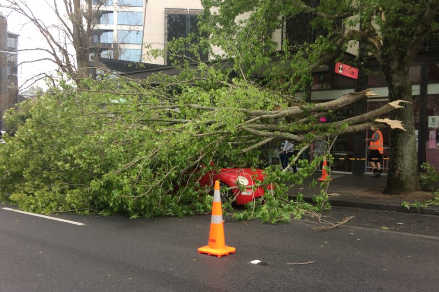 easley emergency tree service