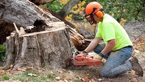 stump grinding and removal in easley sc