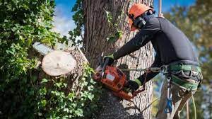 tree service company in easley sc