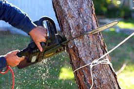 tree care easley sc