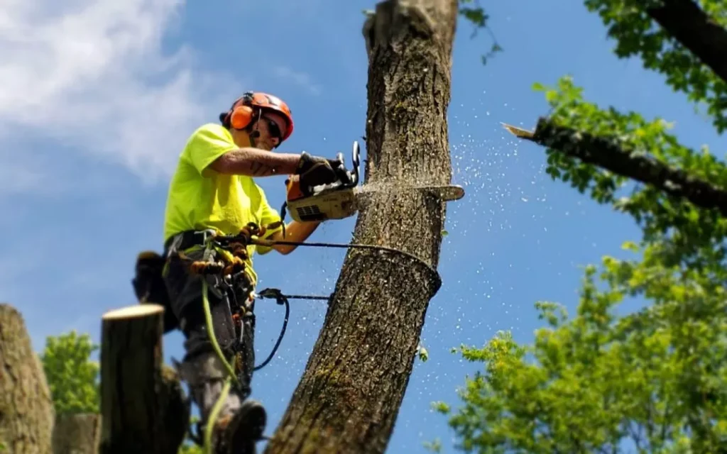 tree service company in easley sc