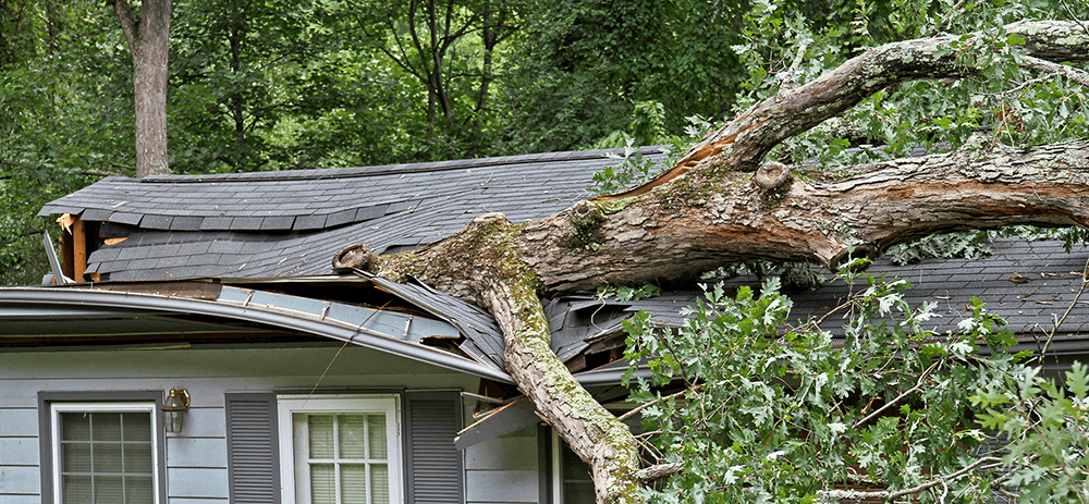 Emergency Tree Services in Easley SC