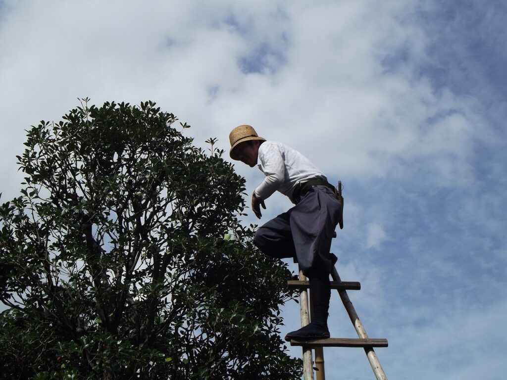 tree services in easley