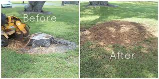 Stump grinding and removal in Easley SC