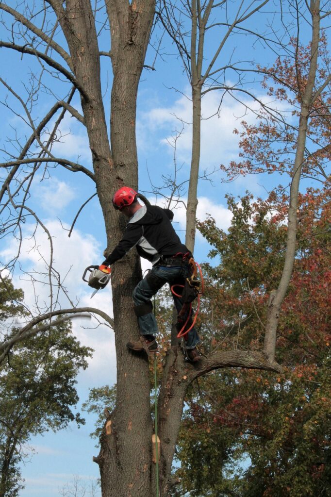 tree service easley sc