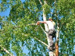 tree trimming easley sc