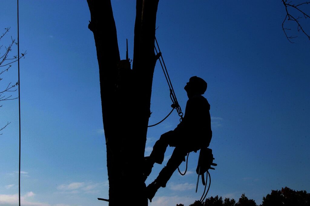 tree services easley sc