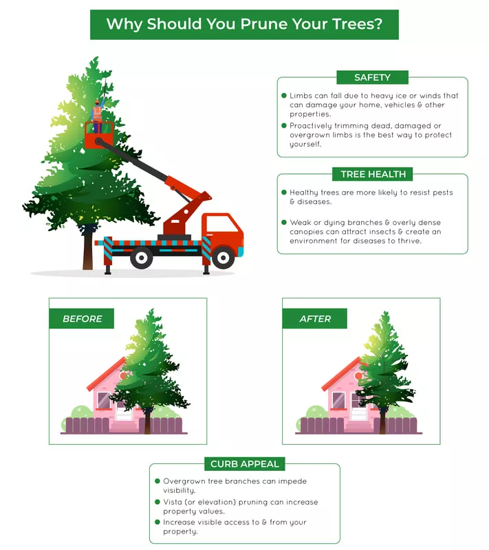 tree service easley sc